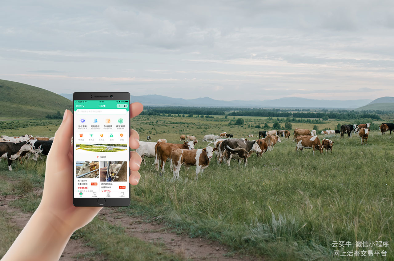 福建肉牛交易市场优选：畜禽交易的新型数字化解决方案